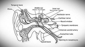 Human Ear structure animation illustration