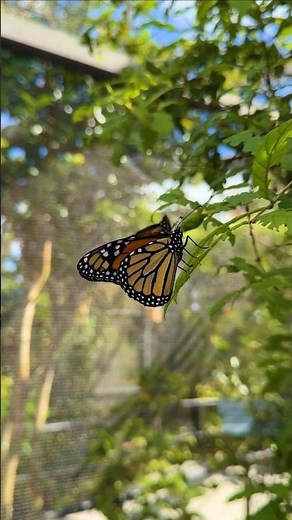 Wild About Florida: Butterfly World in Coconut Creek