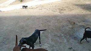 13 reactions · 14 shares | POR FAVOR NOS AJUDEM !!!!!! estamos precisando de ração!!!!!! São quase 60 animais que alimentamos todos os dias , entre os 28 que estão na nossa construção e os de ruas que alimentamos diariamente. #doarpoucoajudamuito | Ong Amigos De 1 AMIGO | Facebook