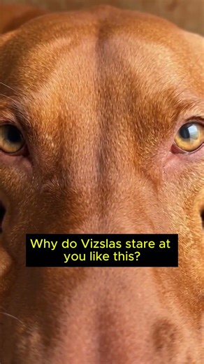 Why Vizslas STARE At You 👀 (Velcro Logic Explained) #dogcuddles #cutedog #dogmorningroutine