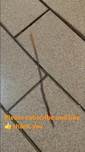 “7 Inches of Wiggly Wonder: Meet the Superworm!”