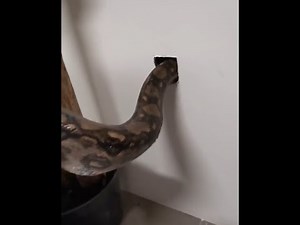 guy use snake to kill mice inside the wall