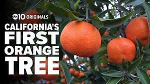 26K views · 102 reactions | California accounts for 59 percent of U.S. citrus production. John Bartell visits the "mother" orange tree that started it all, and stops by Mandarin Hill Orchards in Penryn to see what the harvest looks like, 163 years after that first citrus tree was planted. | ABC10 | Facebook