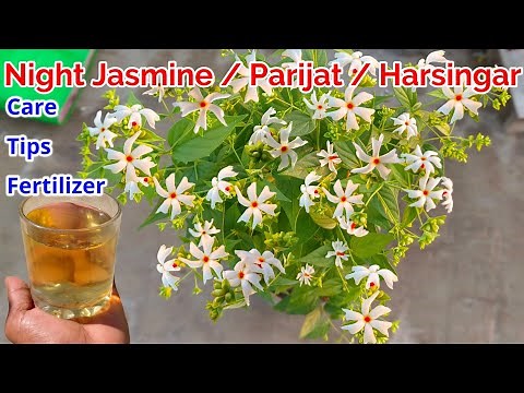 Night Jasmine / Parijat / Harsingar Plant Grow and Care Tips Fertilizer To Get Flowers / Parijat