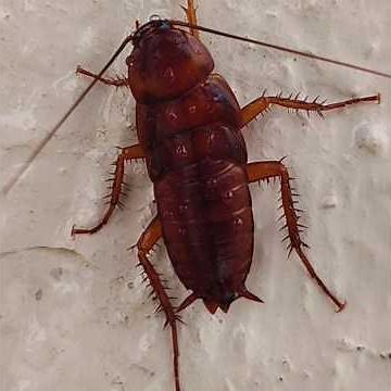 The American cockroach nymph
