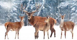 Yellowstone Weather in January: What to Expect