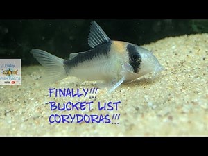 New Rare CORYDORAS!!! ADOLFOI CORYDORAS