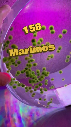 158 Marimo Babies Update