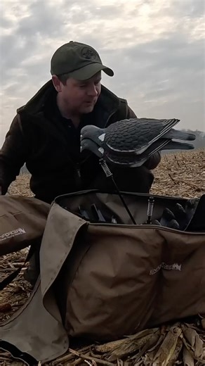 Setting the Pigeon Decoys! Ready for Action! 💥💥 #pigeonshooting