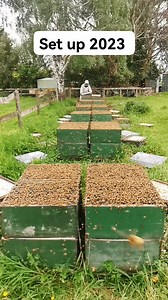 132K views · 2K reactions | Set up hives for manuka flow 2023 palmerston north n.z #beekeeping #beekeeper #beekeepingadventures #bees #beekeeperslife #queenbee #pinoyofw #beekeepingeducation #followers | Beekeeping Journey | Facebook