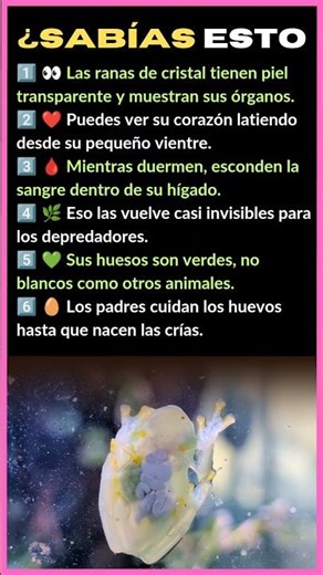 LA RANA TRANSPARENTE QUE TIENE HUESOS VERDES 😱🐸