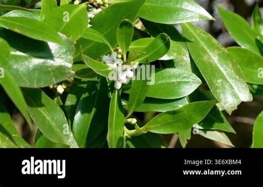 Dense foliage of Myoporum laetum with small white spotted flowers. Blooming evergreen plant Stock Video Footage - Alamy