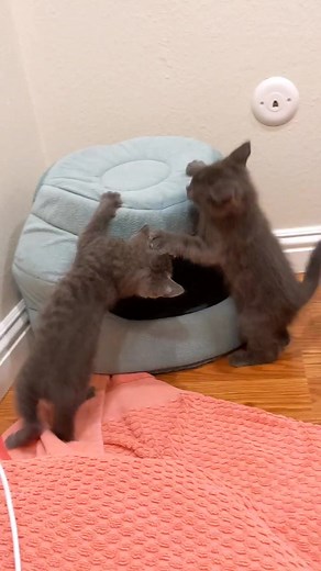 1.1K views · 33 reactions | Meet our Teletubbie kittens! Meet Tinkie...