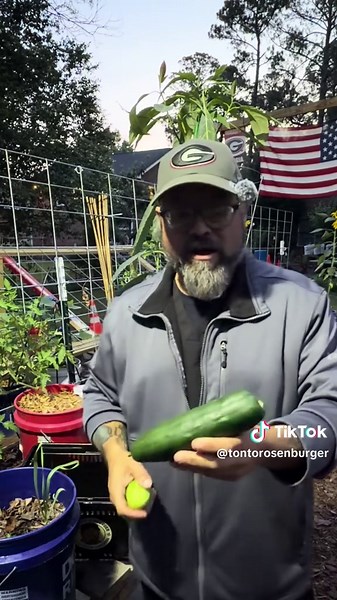 When to Harvest Cucumbers: A Simple Guide