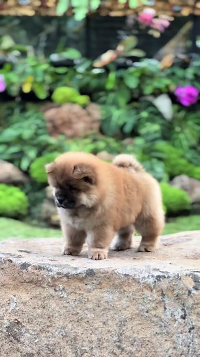 Jenis Anjing Apa yang Ini? 🦁🙄