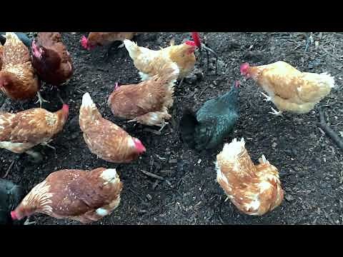 Chicken Compost System - Summer Update!
