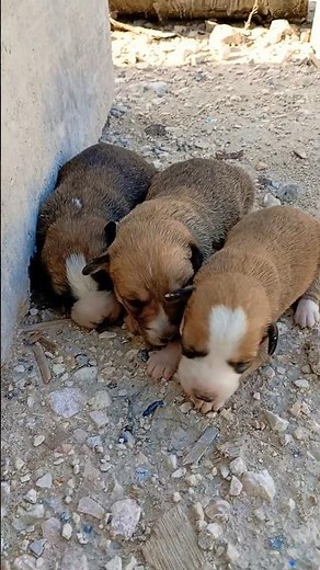 Heartbreaking Rescue: Motherless Newborn Puppies Crying Loud for Help in Desert 🐶💔 #shorts