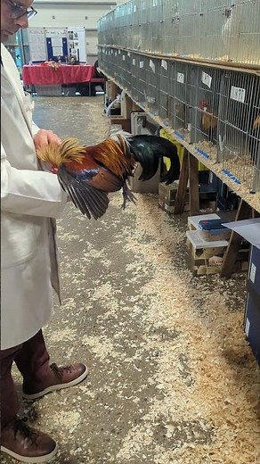 judging the dutch bantams at the national poultry show