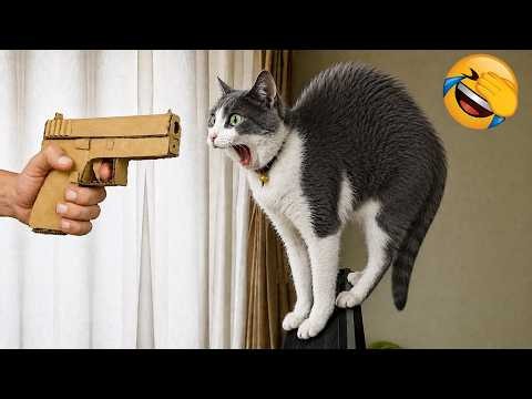 Try Not To Laugh at These FUNNY Cats & Dogs 🐶🐱 Ultimate Pet Compilation 2026 #36