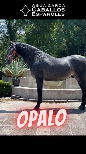 3.4K views · 49 reactions | *Opalo* Potrillo tordo hijo de Gobernador XXIX, Semental Importado de la Importantísima Yeguada Valdeolivas Hijo de la Yegua Importada Tenaz EU *Alzada:* 1.64 *Nacimiento:* 9-2-20 Quieres conocer los Caballos que tenemos en Venta, manda la palabra CABALLO por Privado y nos ponemos en contacto contigo O bien mándanos un WhatsApp:  +52 33 3352 4743  Agua Zarca, Sea como Sea, Ama + a Tu Caballo | Agua Zarca Caballos Españoles | Facebook