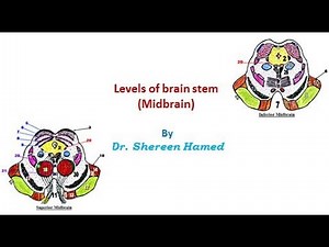 practical brain stem levels midbrain