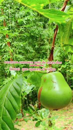 Frutas Típicas Panameñas: ¿Las Conoces?