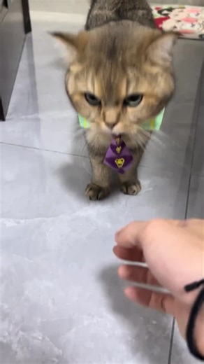 Joseph Joestar | JJBA on Instagram: "Shop YOSHIKAGE Merch | LINK IN BIO📌 Follow @josphjostar Like and Comment!❤️ Tag your Friends ! 👥 Turn on Post Notification ⚠️ 🎥 TT/jujuke.7833 ~~~~~~~~~~~~~~~~~~~ #jjba #jojosbizarreadventure #jojo #anime #jojopart #jojomemes #jotarokujo #jojokes #stardustcrusaders #goldenwind #giornogiovanna #jjbapart #memes"