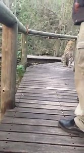 190K views · 3.7K reactions | Incredibly close leopard encounter at Xigera Camp. This footage was taken by Carine Pieribattesti who was in the right place at the right time when this wild leopard appeared. "It's never a good idea to be so close, unfortunately we were backed up and had nowhere to go, so we kept still and held our ground!" adds Hamish Henderson, who also withnessed this encounter. | Africa Geographic | Facebook