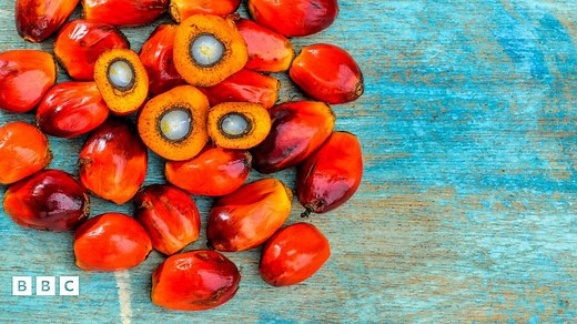 Palm oil: What is palm oil and which foods and products contain it?