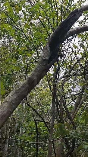 CATUABA: PARA QUE SERVE? #saúdenatural #ranchovistabela #chanatural #chacaseiro #chá #garrafada