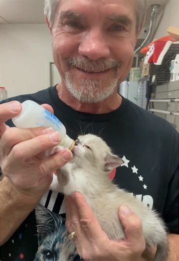 Biscuit the Cat: The Ultimate Burp Challenge