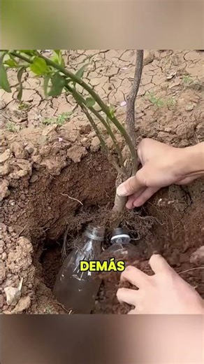Cómo hacer crecer las plantas más rápido con menos agua 🤯