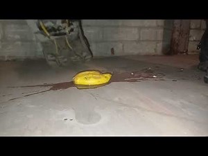 Lemon Crush in Slow Motion, crushed flat under my dirty boots heel, size 11 boots 89kg 👣👣