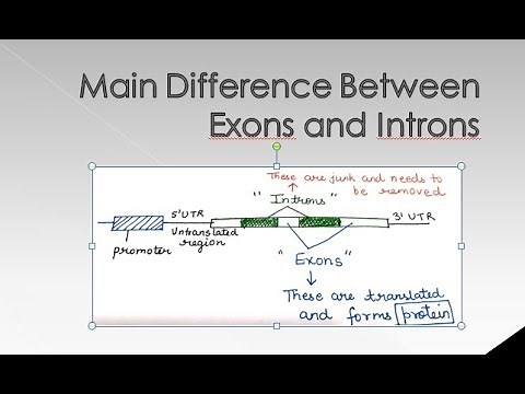 Difference Between Introns and Exons | For B.Sc. and M.Sc. | ALL ABOUT BIOLOGY
