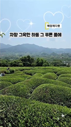7월 경남 하동 여행 가볼만한곳 녹차향기 그윽한 녹차밭 매암제다원 매암차박물관 한밭제다 인생사진 명소