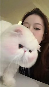 Grumpy Cat With the Cutest Attitude 😾💗 | Funny Cat Reaction #Cat #Shorts #Cute #Fyp