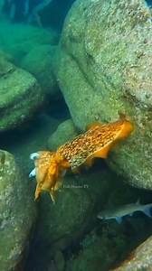 Cuttlefish Hunting Prey 🦑😱 . . #cuttlefish #fbreelsvideo #viralreel #reelsvideo #foryourpage #fishlover #oceanlife | FishLife world TV