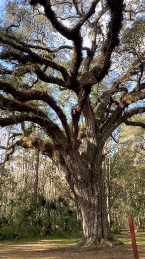 Massive Live Oak!!! #nature #tree #outdoors #florida