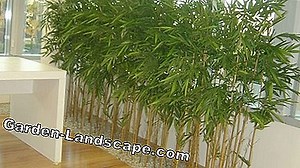 Plants: Bamboo as a container plant - bamboo plants | 2025