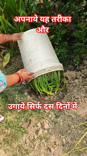 Growing shallot || easy gardening tips. 🍃🍂 #shorts 🌿 #gardening #garden #plants #satisfying