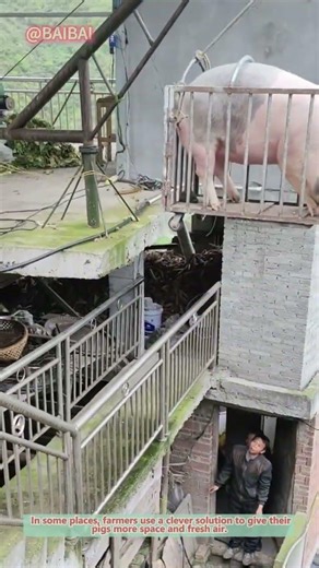 Why Are Pigs on the Roof? 🐷