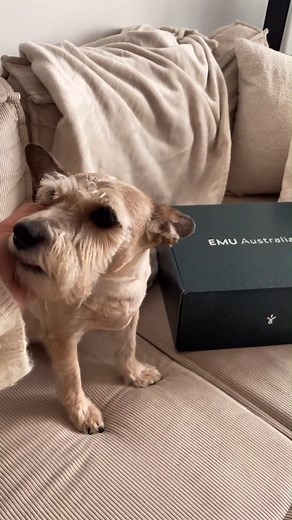 Cozy days get even better with our Stinger Micro Flatform🥰🐶☁️☁️ 📸: ds.stylizacje #StingerMicroFlatform #EMUAustralia #theemuway #cozydays #sheepskinboots #australianmade | EMU Australia