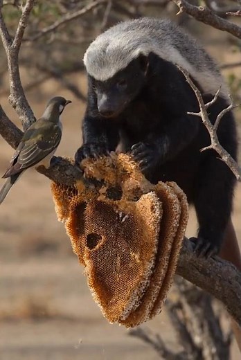 Honey Badgers Team Up With Birds for Honey