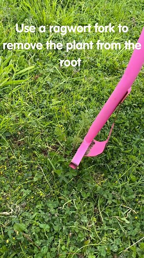 ⚠️ Ragwort can damage the horse’s liver which may lead to serious disease and in the long-term, can even be fatal ⚠️ 👀 Be on the lookout for any ragwort growing in your horse’s field and don’t take any risks. Help stop the vicious cycle of ragwort growing in your pasture by pulling it up now. Watch the video for some top tips! 🎥 For advice on how to safely and effectively remove and dispose of ragwort visit 👉 https://www.bhs.org.uk/horse-care-and-welfare/health-care-management/pasture-managem