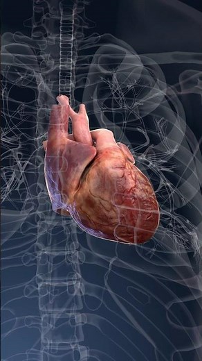 The heart's pulse: watch it beat from the outside in 3D