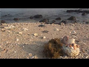Discover the idyllic beach teeming with coral and seashells