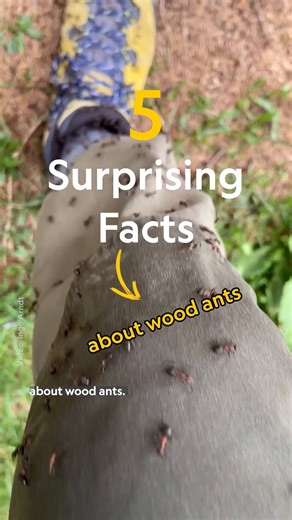 From their massive above-ground nests that sustain them throughout the year to their unique relationship with other forest denizens, there's a reason wood ants are considered a keystone species. 🐜 Take a closer look inside a wood ant colony to learn more about how they achieve their amazing feats: https://on.natgeo.com/4hTzcgw | National Geographic
