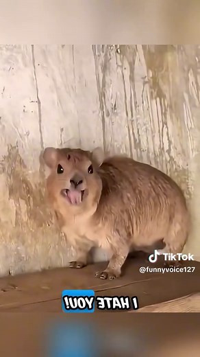 Hilarious Talking Dogs and Cats Compilation