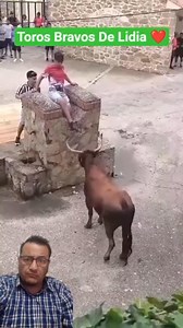 1M views · 4.4K reactions | La vaca Brava jugando con los muchachos. #torobravo #ontario #bullfighting #spanish #fblifestyle | TorosAmado | Facebook