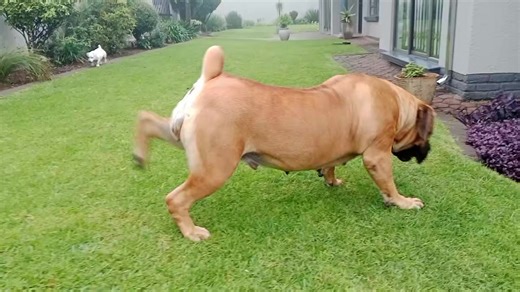 Boerboel Dog Food: Essential Nutrition Guide